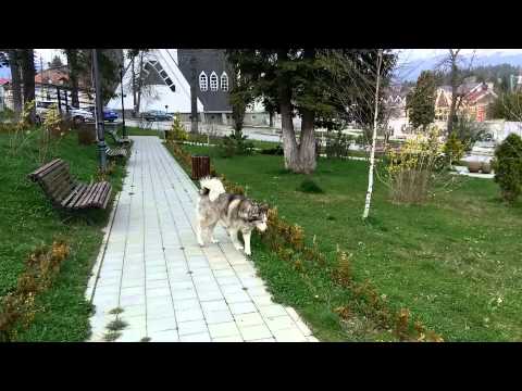Amazon Fire phone video sample 2 (FHD, 30FPS ) - Mobilissimo.ro