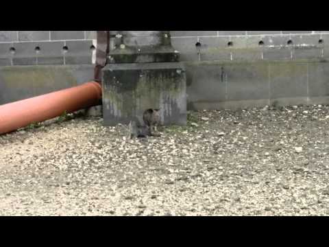 Amazon Fire phone video sample with zoom 2 (FHD, 30FPS ) - Mobilissimo.ro
