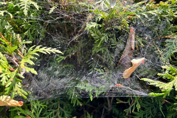 Apple iPhone 15 - Mostre Foto