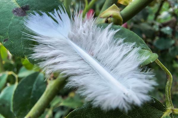 Motorola Edge 50 Neo - Mostre Foto