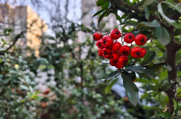 Redmi Note 15 Pro+ - Mostre zi: IMG_20251219_145650.jpg