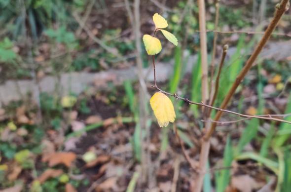 Redmi Note 15 Pro+ - Mostre bokeh: IMG_20251219_145402.jpg