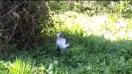HTC Desire 820 video sample with zoom (Full HD, 1920x1080px, 30 FPS) - Mobilissimo.ro