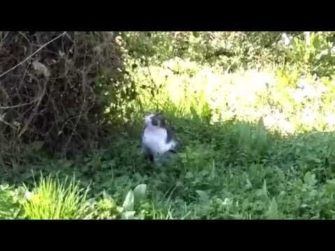 HTC Desire 820 video sample with zoom (Full HD, 1920x1080px, 30 FPS) - Mobilissimo.ro