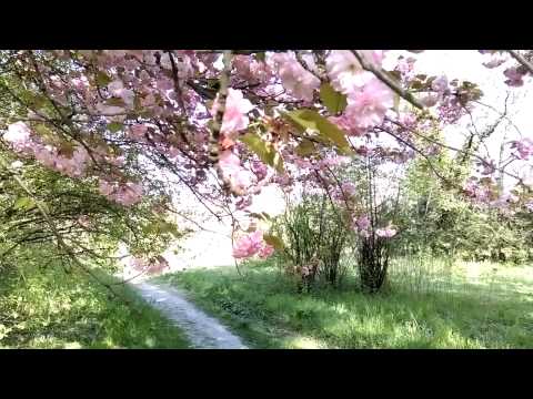 HTC Desire 820 auto focus video sample II. (Full HD, 1920x1080px, 30 FPS) - Mobilissimo.ro
